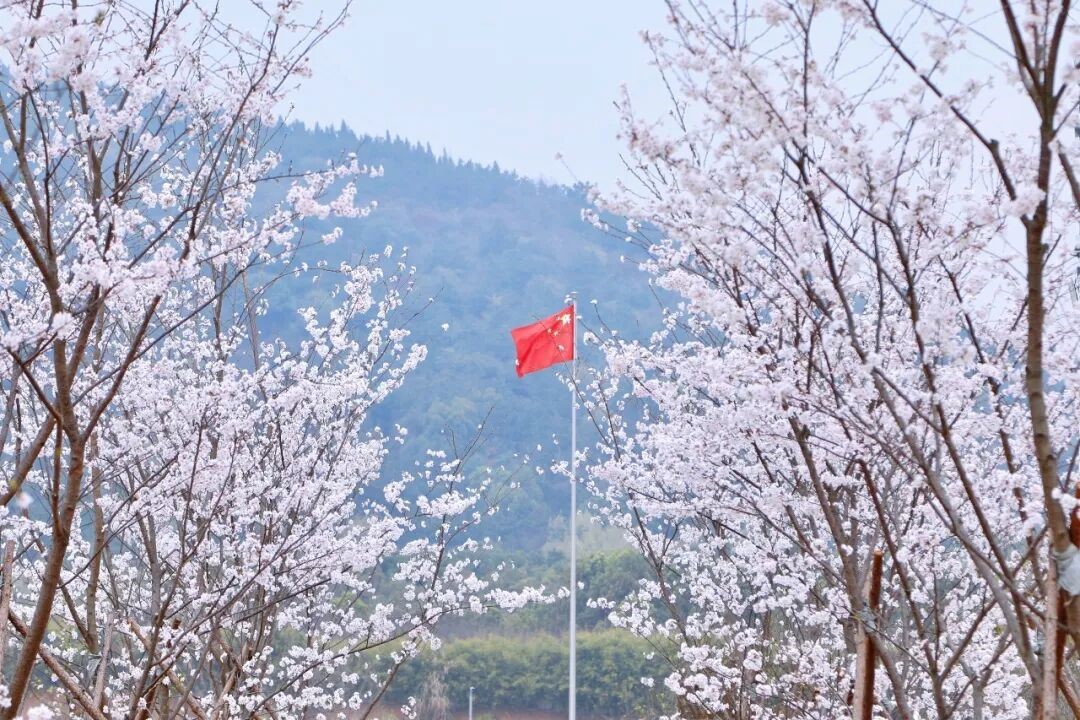 Betvictor中文版